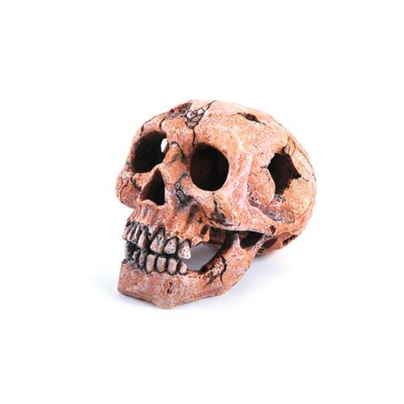 Kazoo Skull
