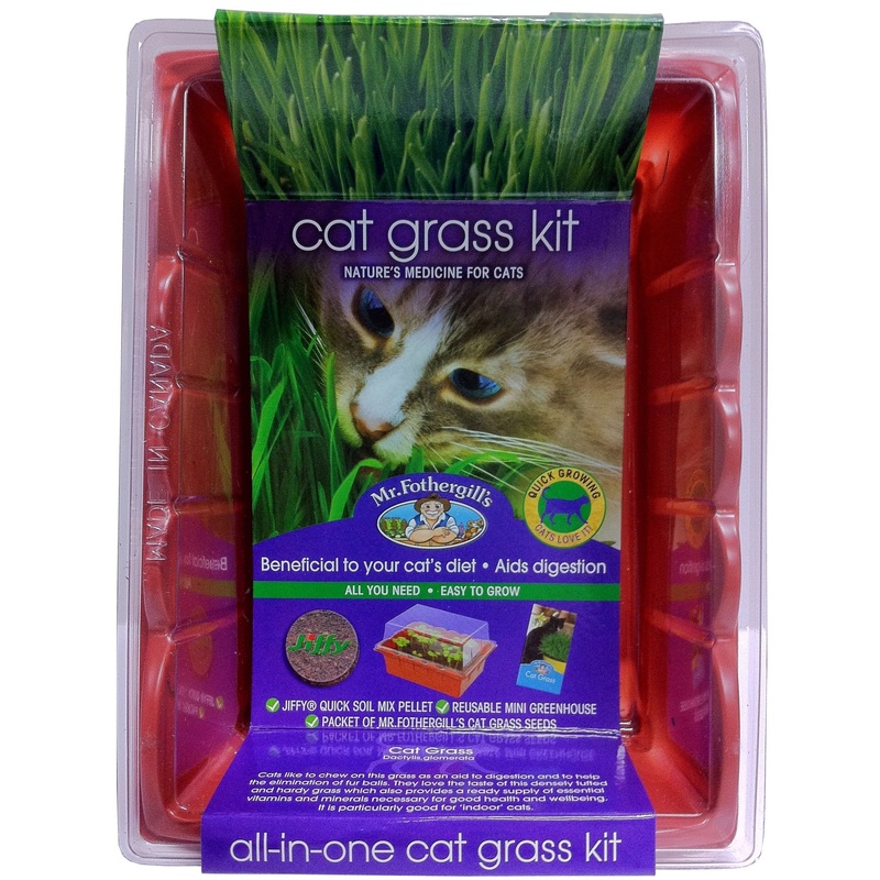 Cat Grass Sprouting