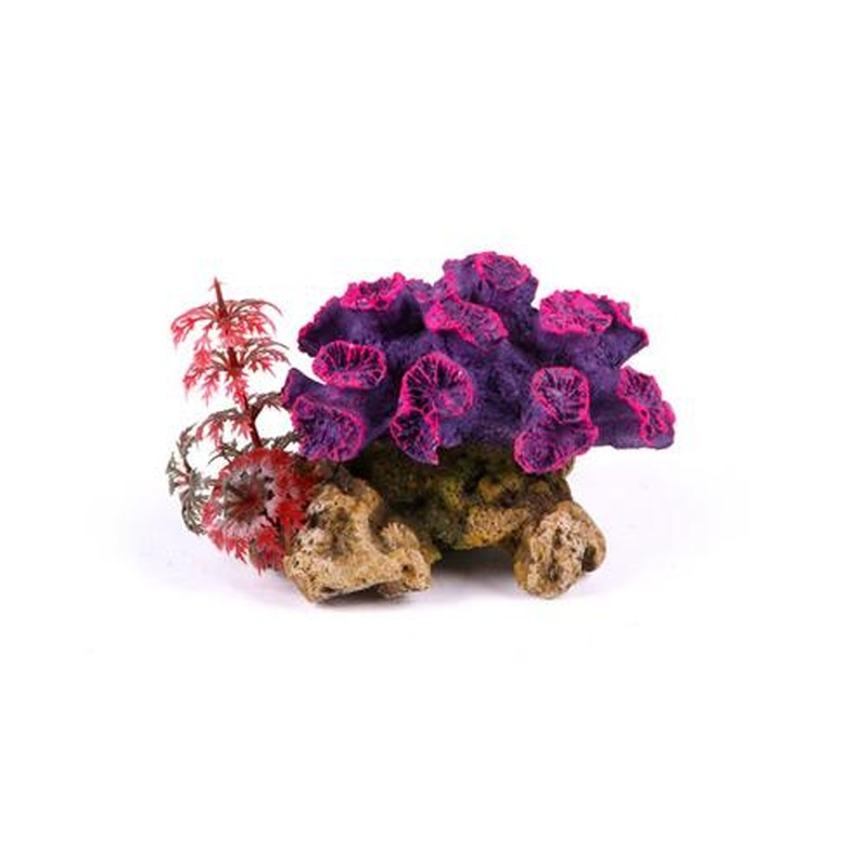 Kazoo Coral With Plant