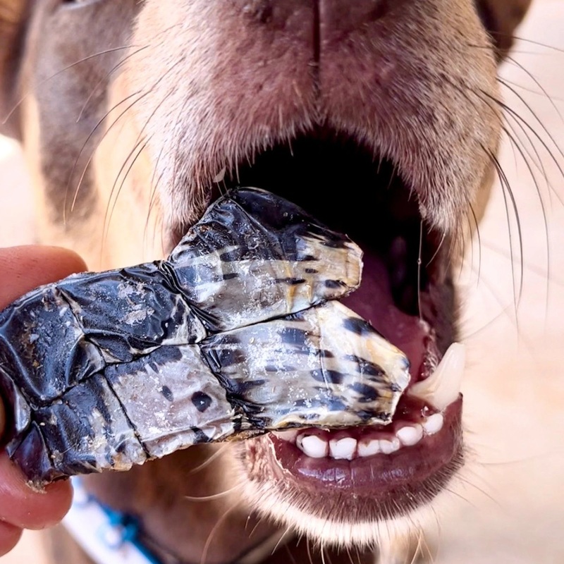 Kirby Pet Treats - Croc Crisps