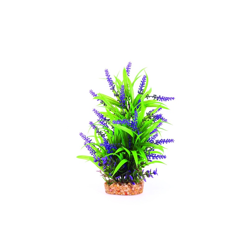 Kazoo Thin Leaf With Purple Flower Combination Plant