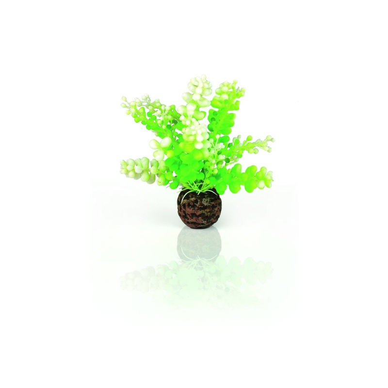 biOrb Aquatic Caulerpa Green