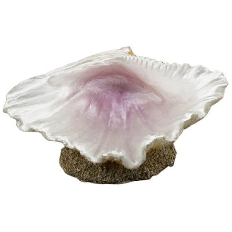 Bioscape Half Clam Shell