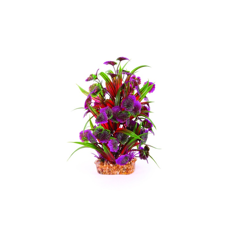 Kazoo Thin Leaf With Maroon Flower Combination Plant
