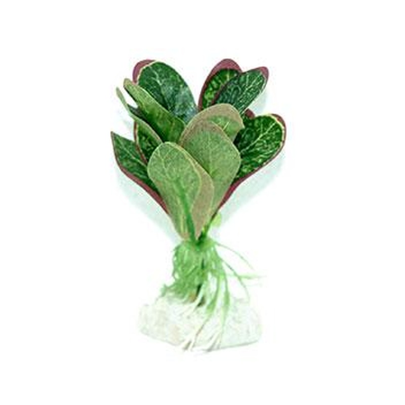 Red Tipped Anubius Silk Plant