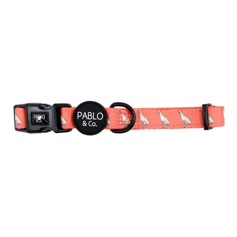 Pablo & Co Dog Collar Italian Greyhound