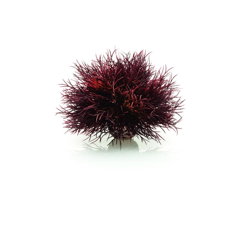 biOrb Aquatic Sea Lily