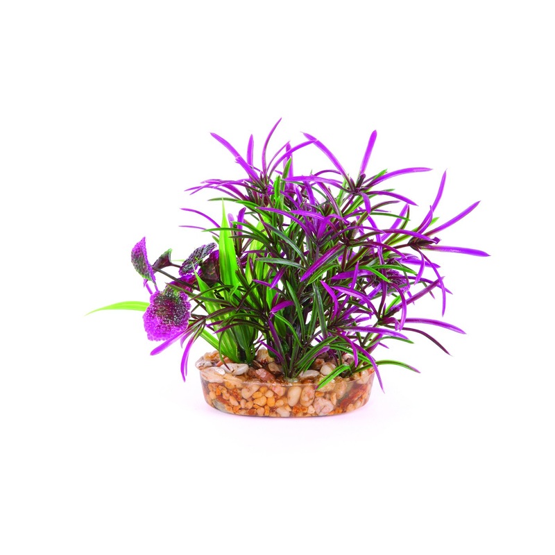 Kazoo Maroon and Green Leaf Combination Bush