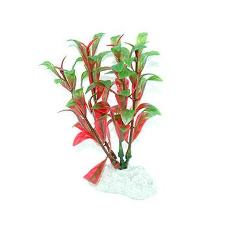 AquarWorld Red Bacopa