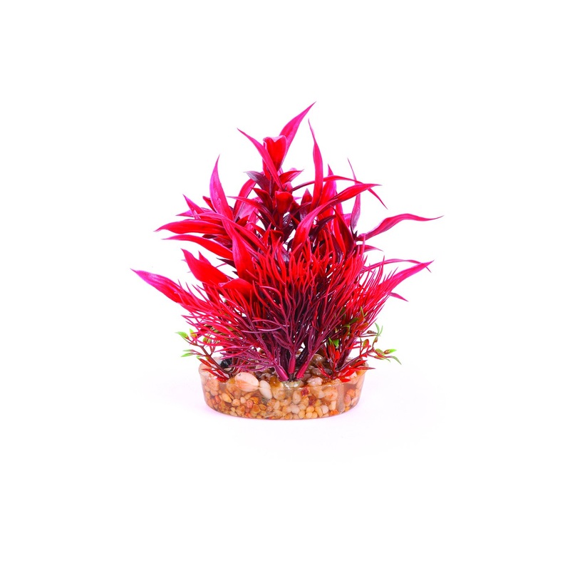 Kazoo Red With Assorted Leaf Combination Bush