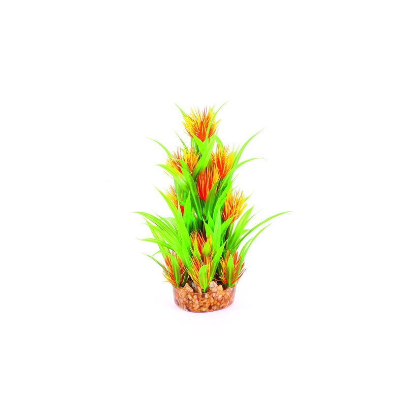 Kazoo Thin Leaf With Orange Flower Combination Plant