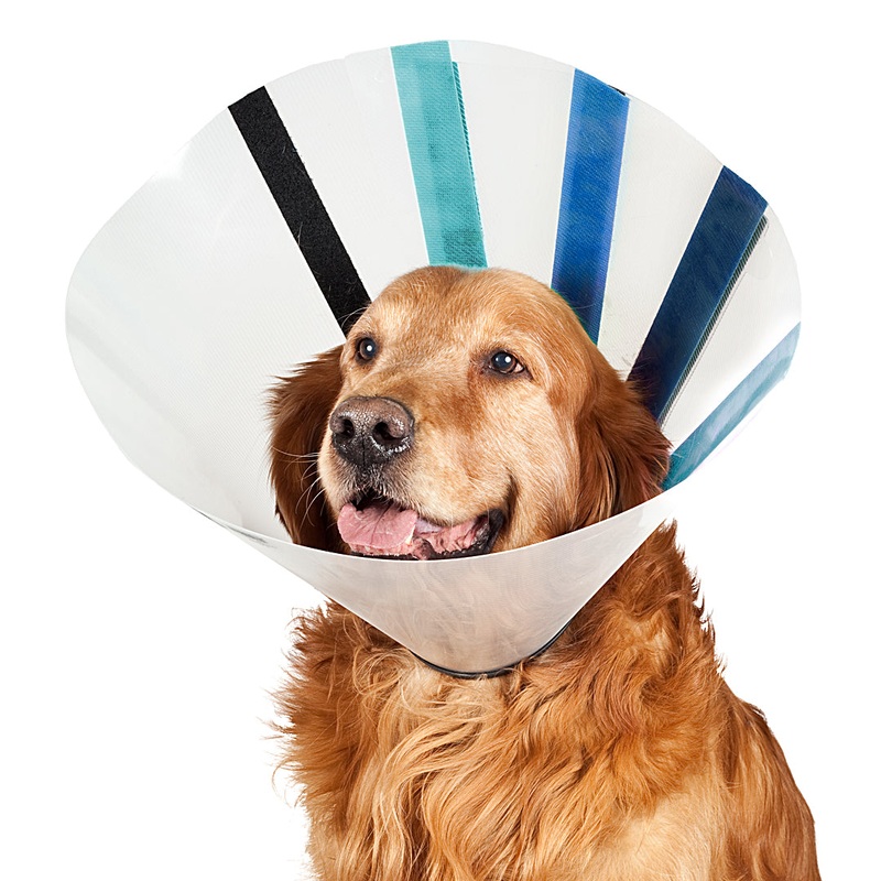 Kong Ez Clear Collar