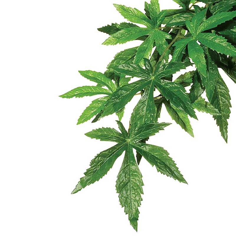 Exo Terra Forest Plant Abutilon