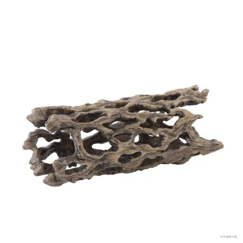 Exo Terra Cholla Cactus Skeleton