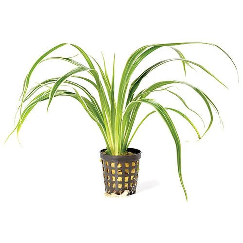 Terrarium Plant - Chlorophytum -Spider Plant 13cm