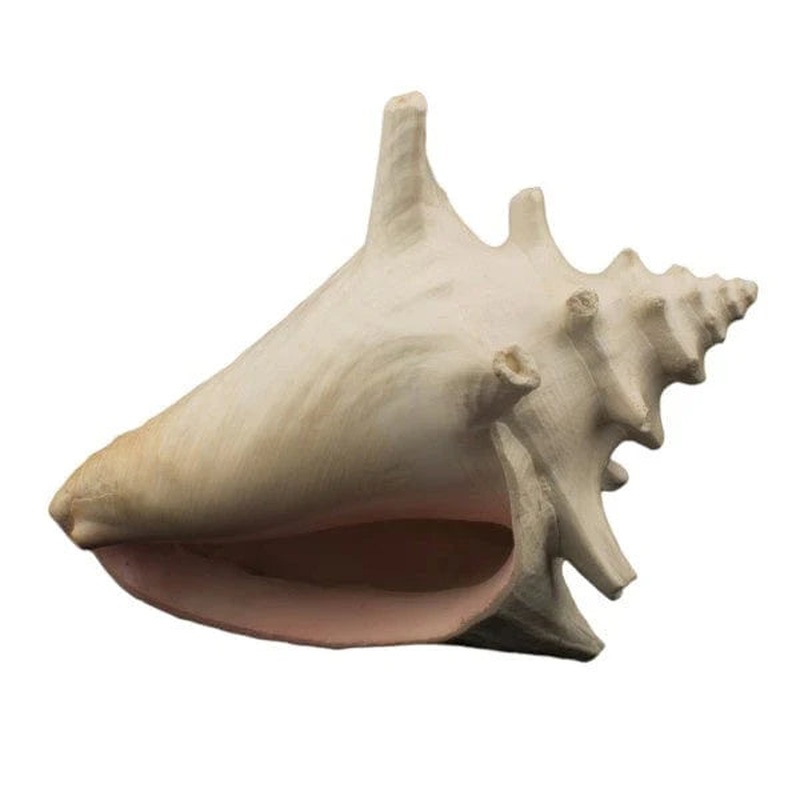 Bioscape Milk Conch Shell 15cm