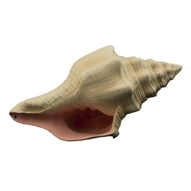 Bioscape Murex Shell 17.5cm