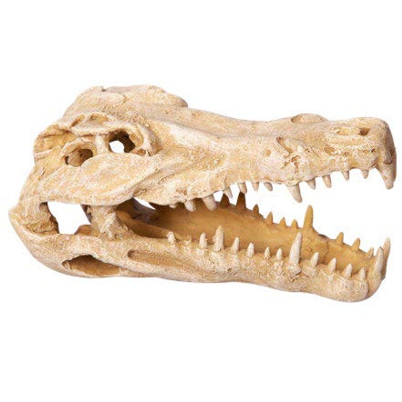 Ornament Crocodile Skull 11wx23dx14cmh