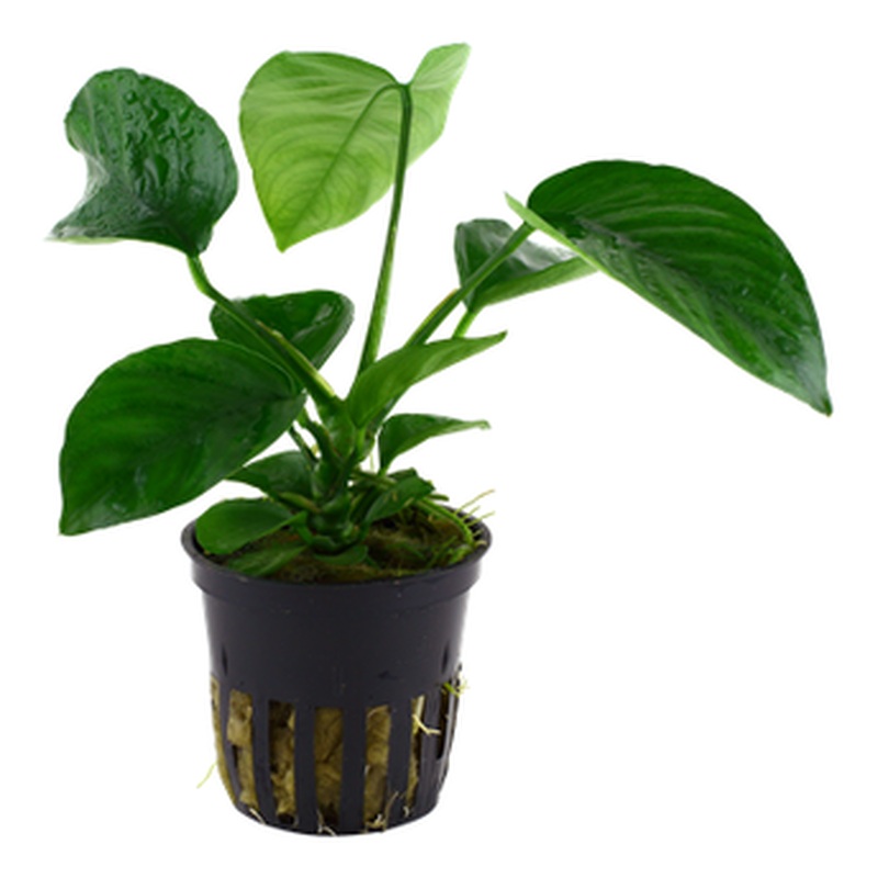 Anubias barteri var. caladiifolia potted Difficulty- Easy