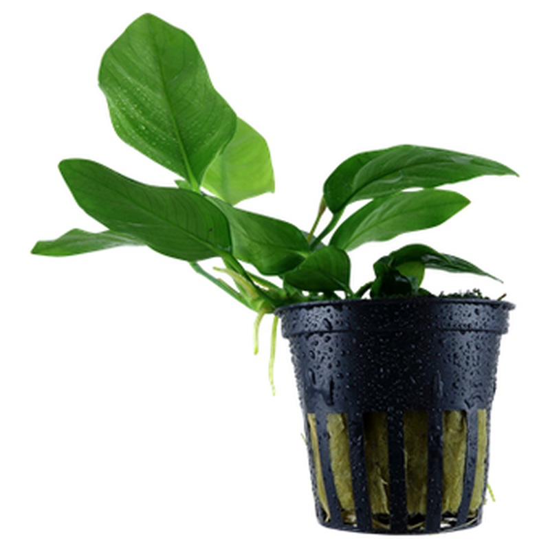 Anubias barteri var. nana potted Difficulty- Easy