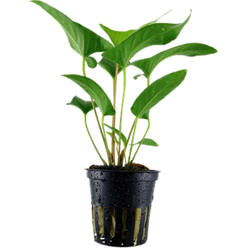 Anubias gracilis potted Difficulty- Easy