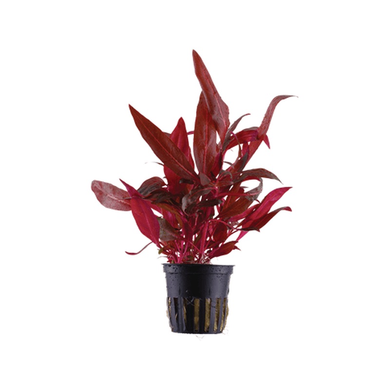 Alternanthera reineckii Rosanervig