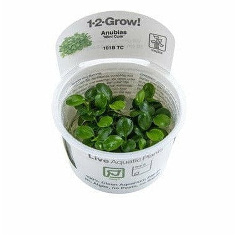 Anubias barteri Mini Coin