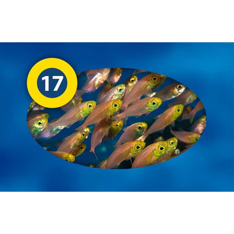 3F- Mixed food / Nourriture mixed 100g Blister