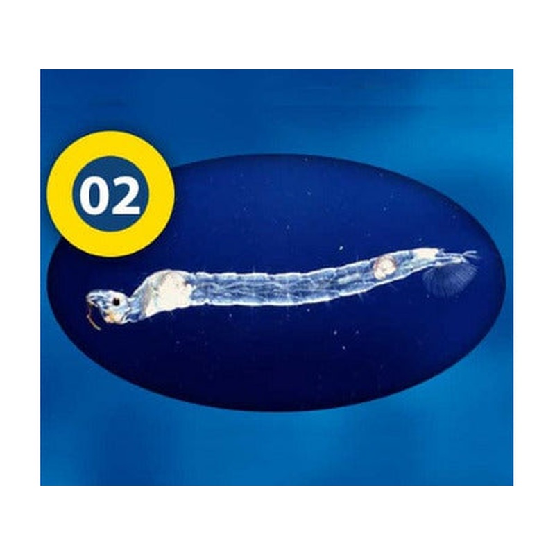 3F- White mosquito larves / vers de vase blanc 100g Blister