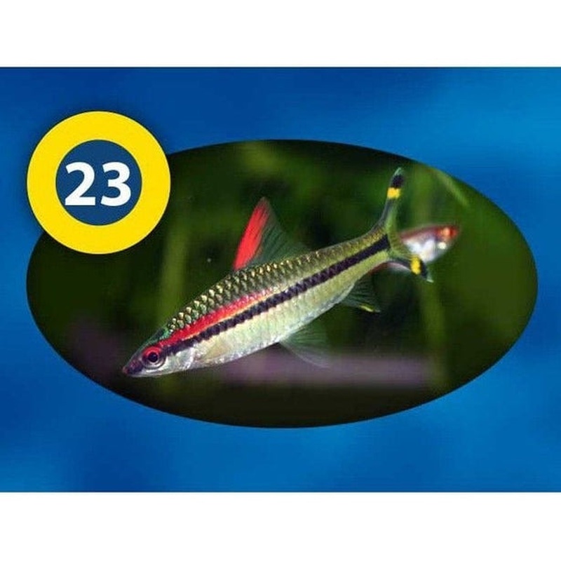 3F- Tropical 4 in 1 100g Blister