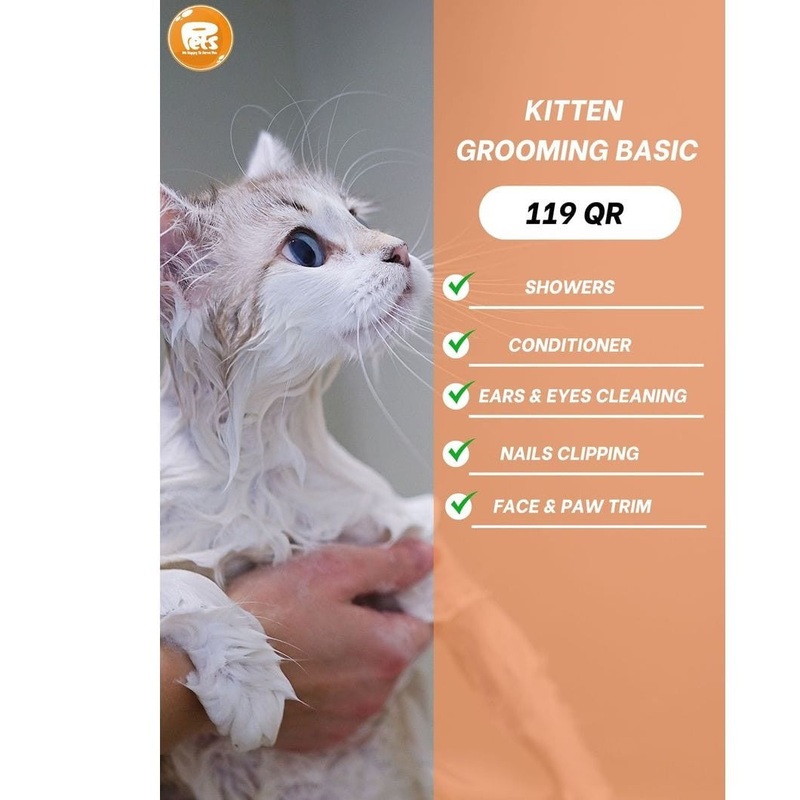 Kitten Grooming basic