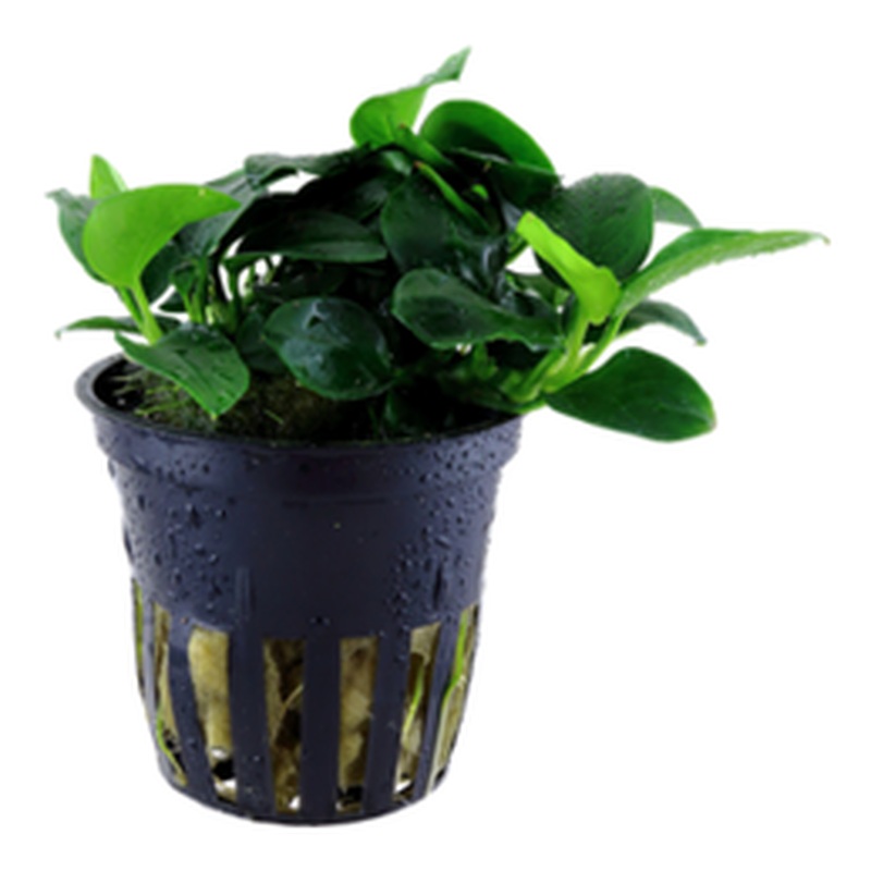 Anubias barteri Petite potted Difficulty- Easy