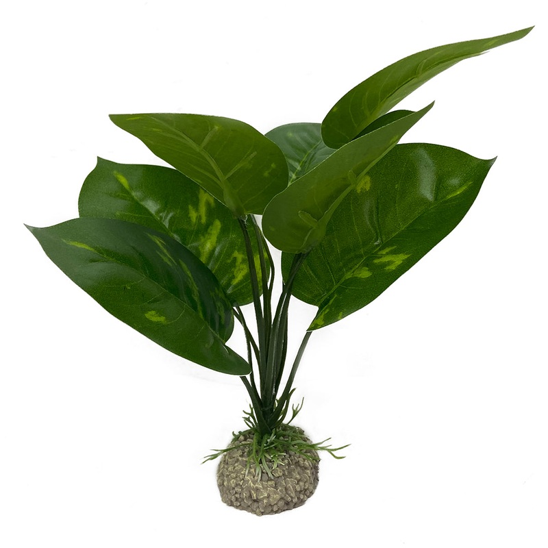Anubias 1 24cm green