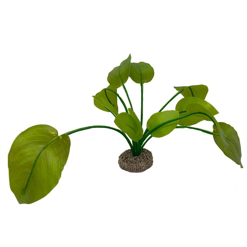 Anubias 2 17cm green