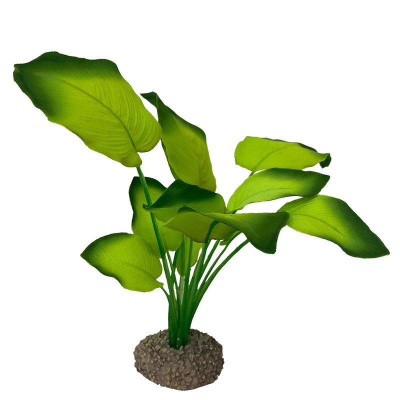 Anubias 3 20cm green